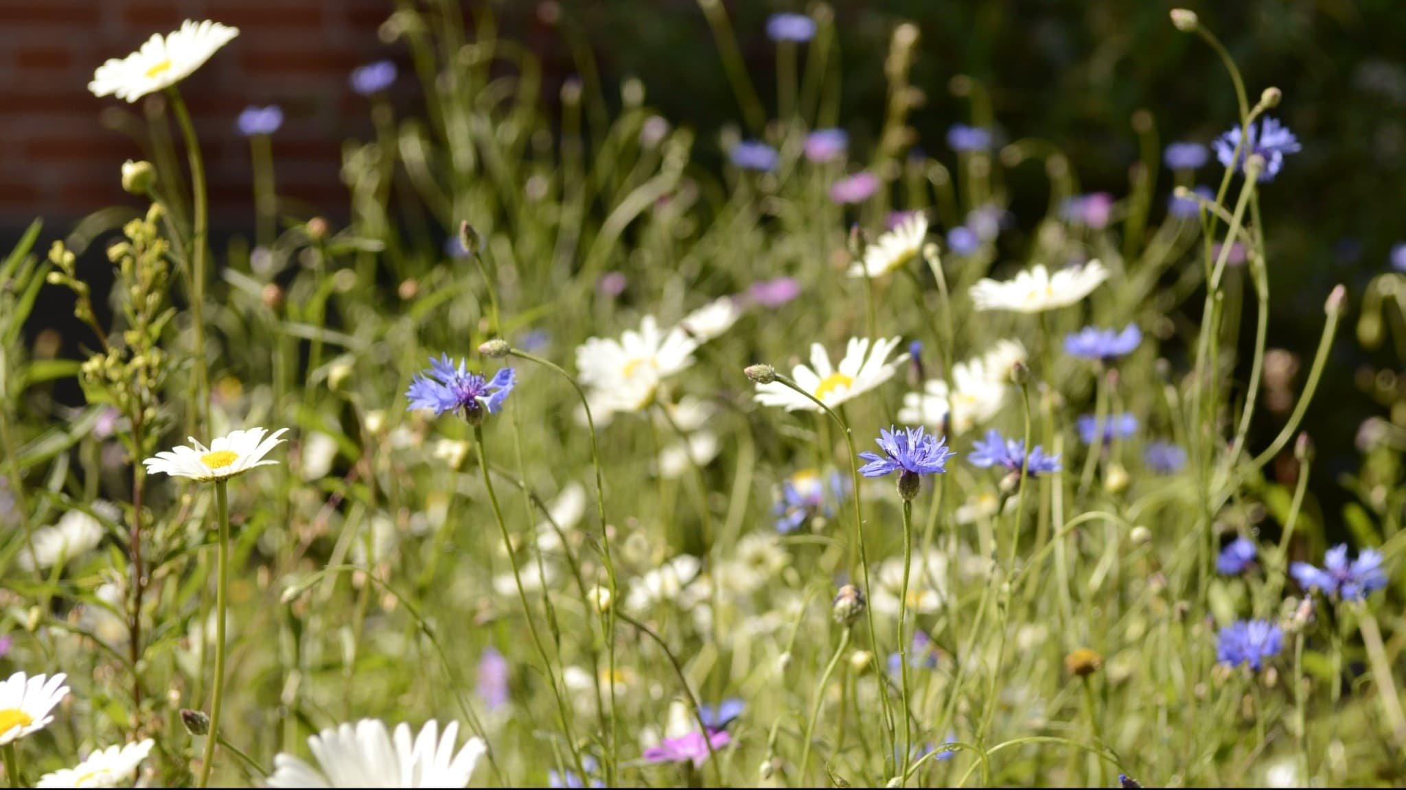 Blomsteräng med vita och blå ängsblommor, skapad av barn i Västra Götalands-regionen inom projektet Så vilda! för att främja biologisk mångfald och motverka växtblindhet.