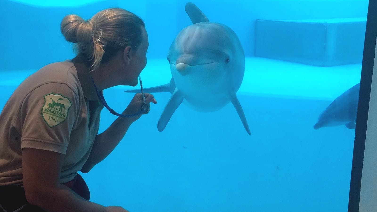 Delfinskötare Kristina Karlsson hälsar på delfinen Pärla genom glaset in till bassängen.