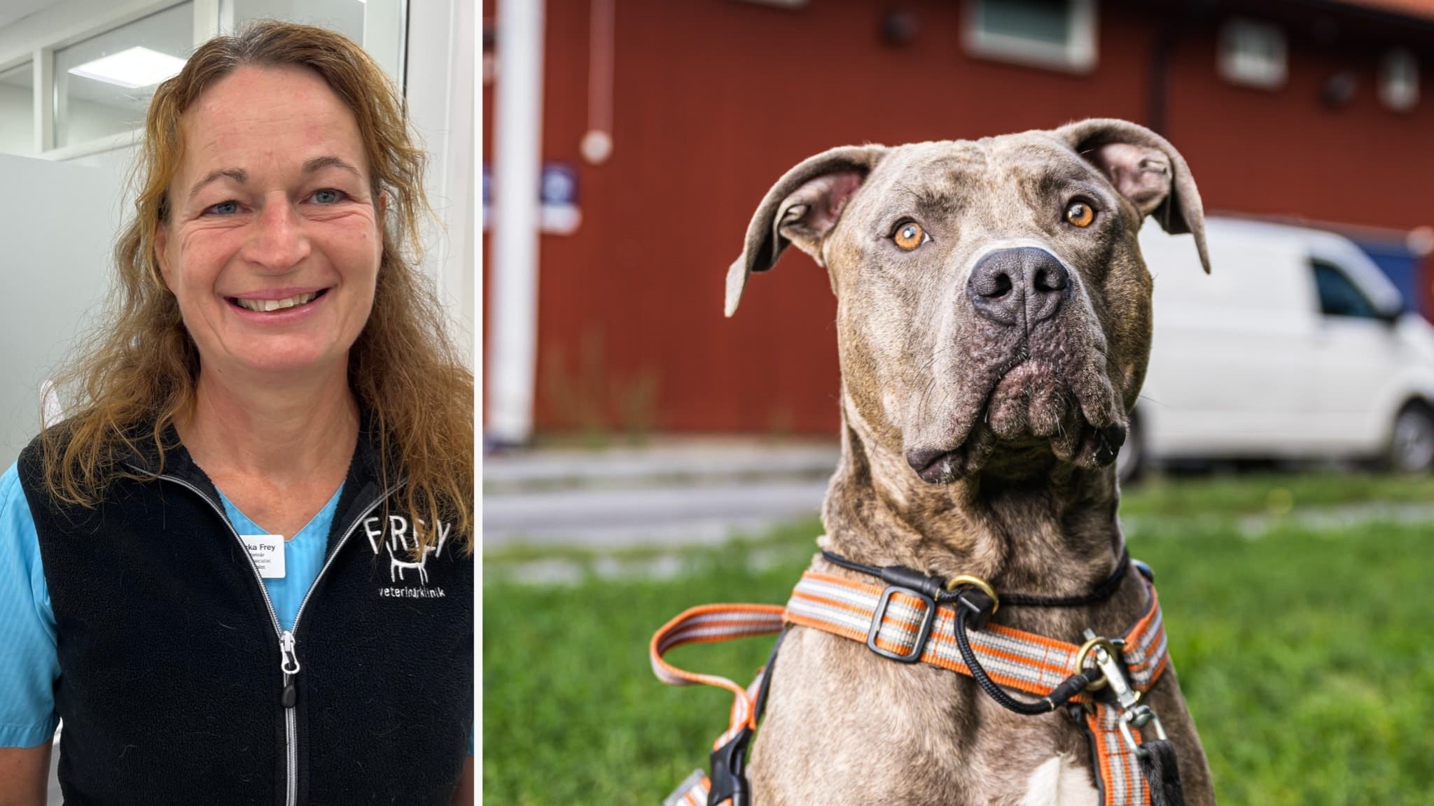 En kamphund med brun och grå päls sitter utomhus framför en röd byggnad. Hunden har en orange och svart sele. Till vänster syns en person med långt hår och väst, ansiktet är suddat.