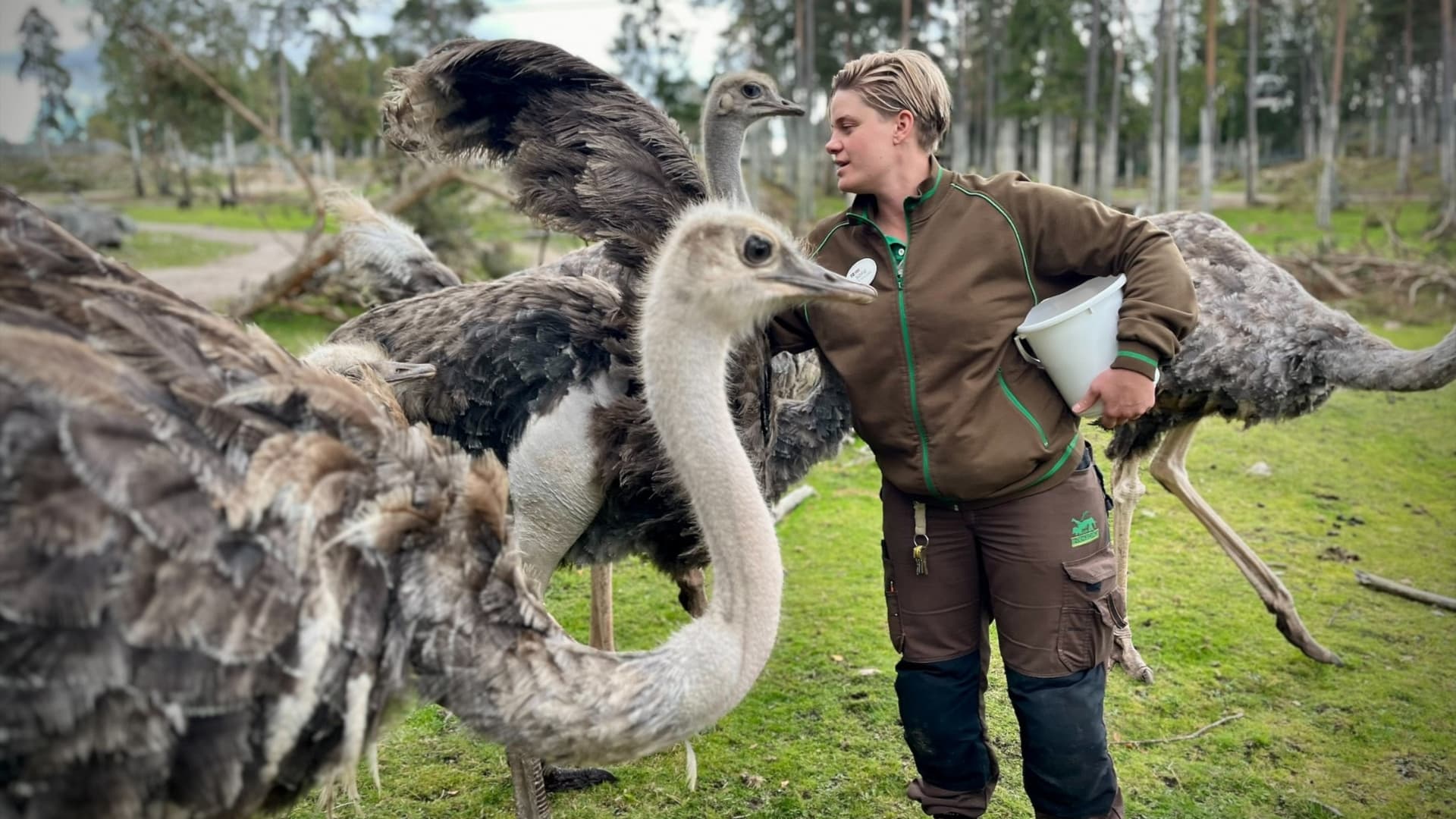 En djurvårdare i Kolmårdens djurpark står nära strutsen Elvis och flera andra nordafrikanska strutsar på en grön gräsyta med träd i bakgrunden.