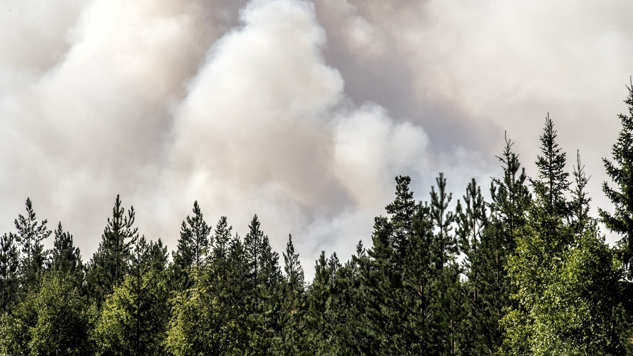 Kraftig rök stiger över en skogsbrand nära Färila i Ljusdal. Mörkgrön barrskog syns i förgrunden, medan tjocka gråvita rökmoln dominerar himlen. Branden påverkar stora områden.