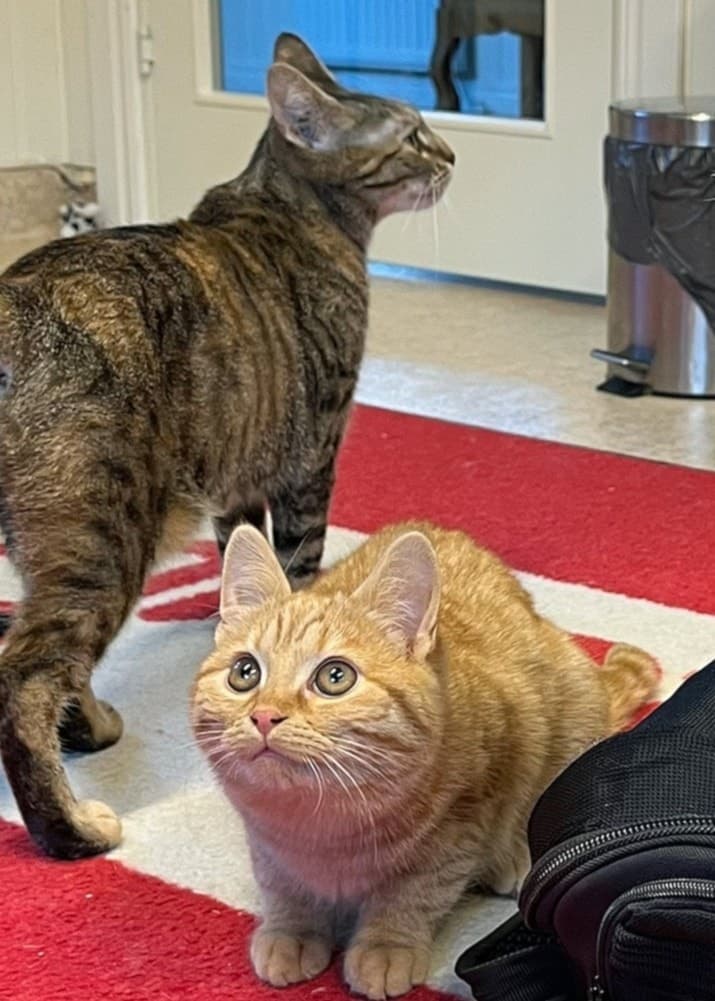 Tre katter, en orange och två med tigerrandig päls, sitter och leker på en röd matta i ett hem. Ydre har flest katter per 1 000 invånare i hela landet.