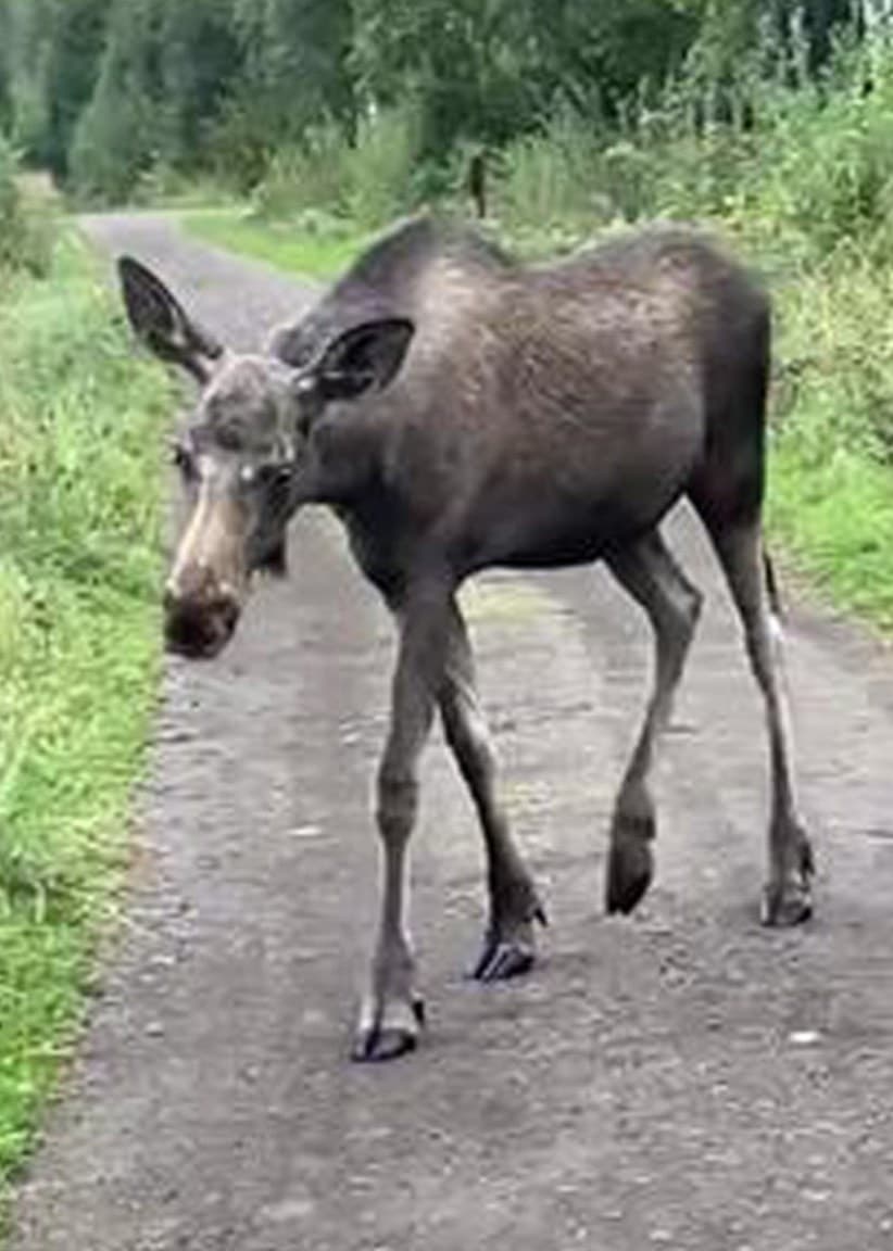 En älgkalv går på en skogsväg i Grycksbo, omgiven av grönska. Till vänster sitter en person med gul keps i gräset nära skogen. 
