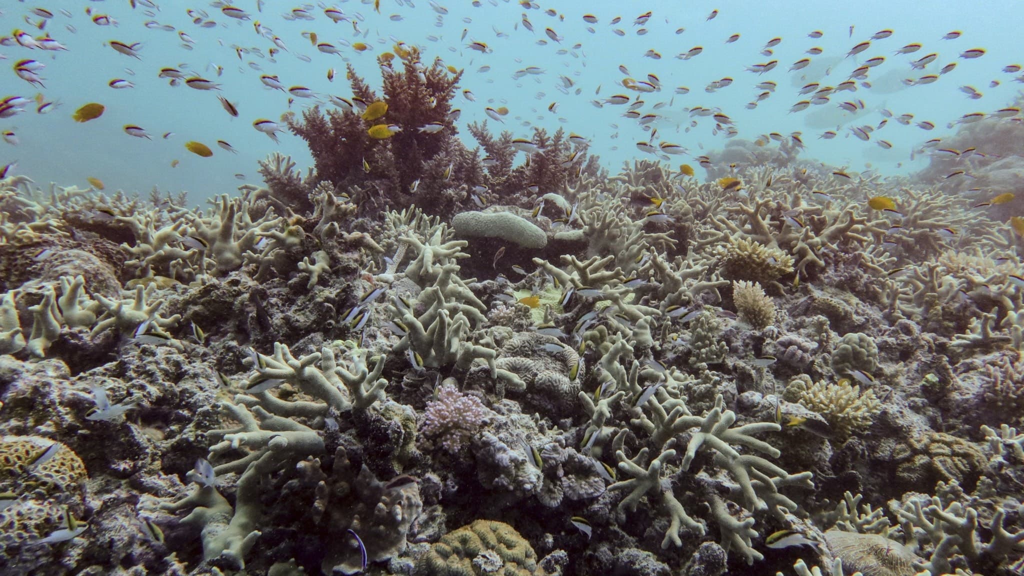 Korallrev med mångfald av koraller och fiskar vid Pompey Reef i norra delen av Stora barriärrevet, Australien. Trots blekningseffekter syns livligt marina ekosystem.